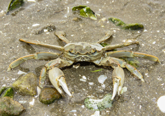 Cyrtograpsus angulatus