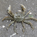 Cyrtograpsus - Photo (c) Luciano Peralta, algunos derechos reservados (CC BY-NC), subido por Luciano Peralta