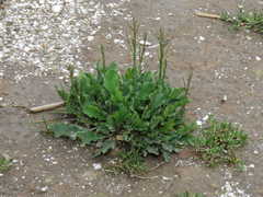 Limonium brasiliense