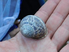 Cornu aspersum