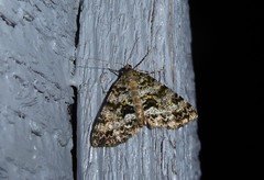 Pseudocoremia lactiflua