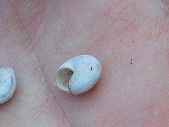 Monacha syriaca