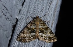 Pseudocoremia lactiflua