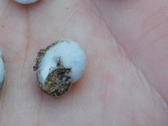 Monacha obstructa