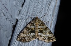 Pseudocoremia lactiflua