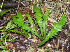 Blechnum mochaenum