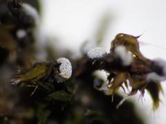 Badhamiopsis ainoae