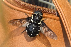 Triclista guttata
