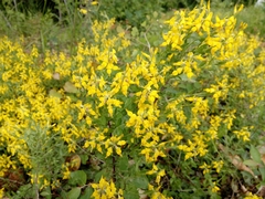 Genista germanica