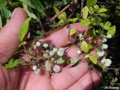 Boquila trifoliolata