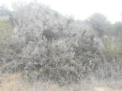 Myrceugenia rufa