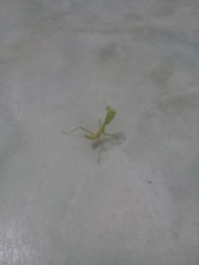 Stagmatoptera femoralis