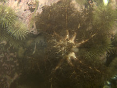 Cucumaria frondosa