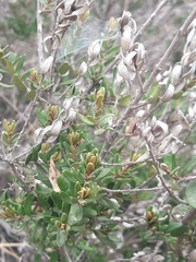 Myrceugenia rufa