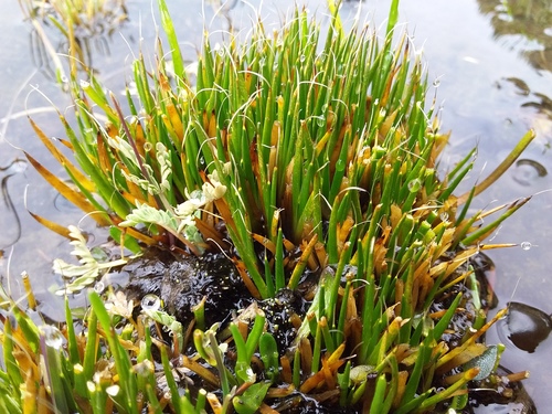 Distichia filamentosa (Distichia filamentosa)