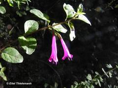 Clinopodium multiflorum