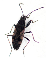 Euander lacertosus