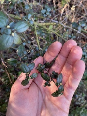 Ceanothus oliganthus sorediatus