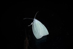 Nymphostola galactina