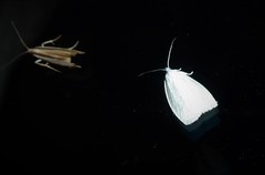 Nymphostola galactina