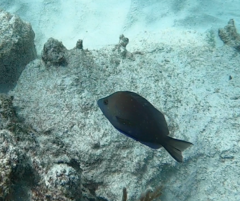 Hypoplectrus nigricans