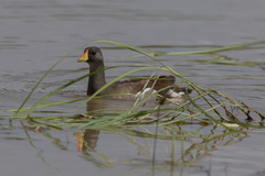 Paragallinula angulata