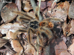 Phrixotrichus scrofa