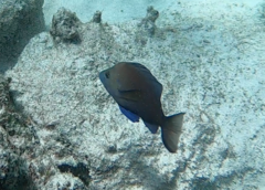 Hypoplectrus nigricans