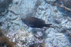 Hypoplectrus nigricans