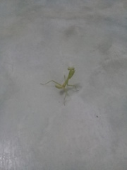 Stagmatoptera femoralis