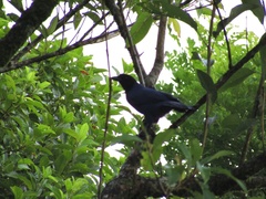 Cyanocorax caeruleus