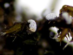 Badhamiopsis ainoae