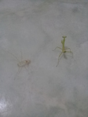 Stagmatoptera femoralis