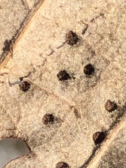 Neuroterus umbilicatus