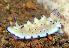 Mexichromis multituberculata