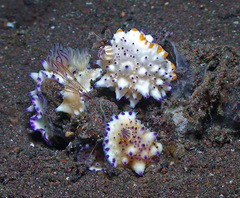 Mexichromis multituberculata