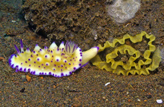 Mexichromis multituberculata