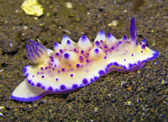 Mexichromis multituberculata