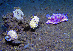 Mexichromis multituberculata