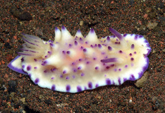 Mexichromis multituberculata
