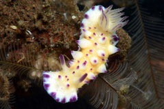 Mexichromis multituberculata