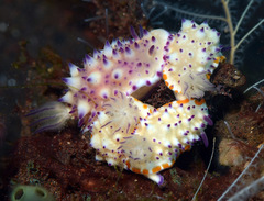 Mexichromis multituberculata