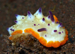 Mexichromis multituberculata