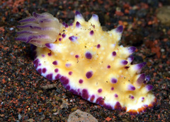 Mexichromis multituberculata