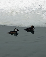 Lophodytes cucullatus