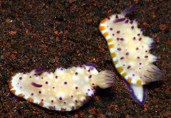 Mexichromis multituberculata