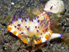 Mexichromis multituberculata