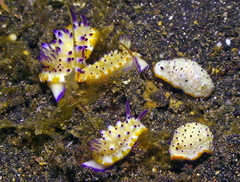 Mexichromis multituberculata