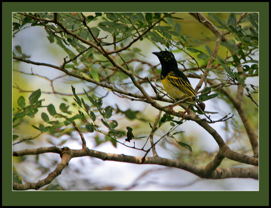 Kilifi Weaver photo