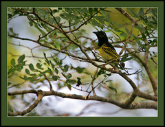 Clarke's Weaver photo 1